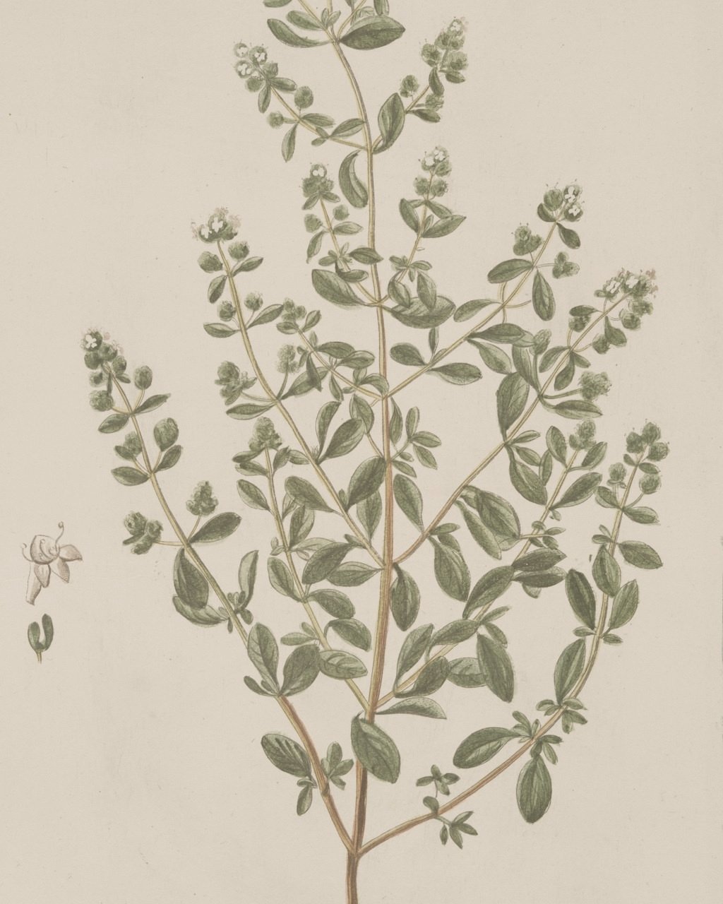 Lámina botánica antigua de una planta aromática